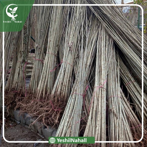 نهال صنوبر ایرانی